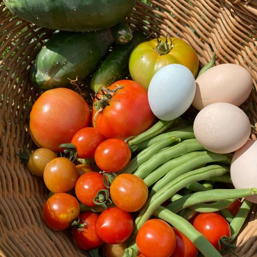 Basket of tomatoes, cucumber and other vegetables from a homestead garden with farm fresh eggs.